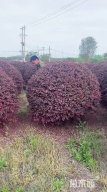 冠幅200厘米红花继木球