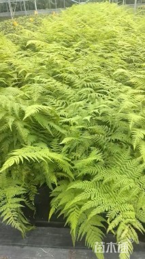 高度80厘米针毛蕨