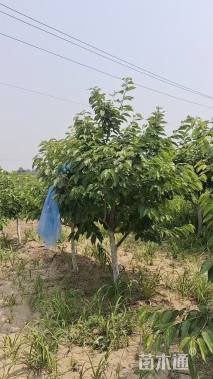 高度300厘米车厘子