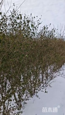 高度220厘米小叶女贞