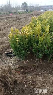 高度100厘米黄杨
