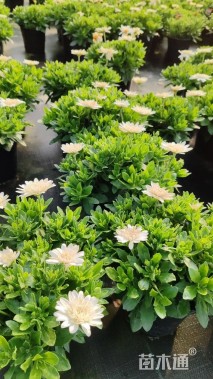 高度20厘米南非万寿菊