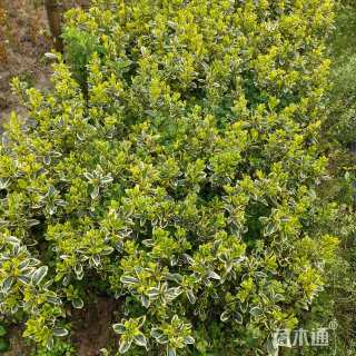 高度35厘米金边黄杨小苗