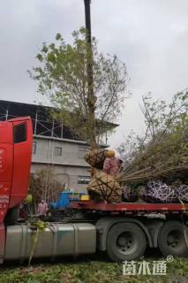 高度600厘米丛生金叶白蜡