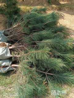 高度70厘米黑松