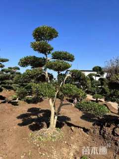 高度150厘米瓜子黄杨