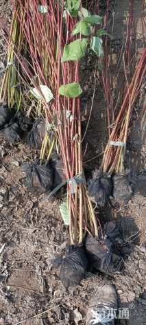 高度100厘米红瑞木