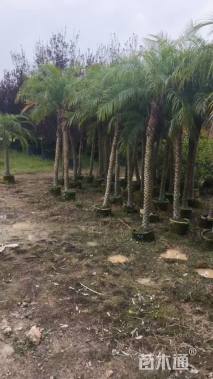 裸干高200厘米美丽针葵