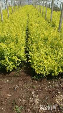 高度30厘米珍珠绣线菊