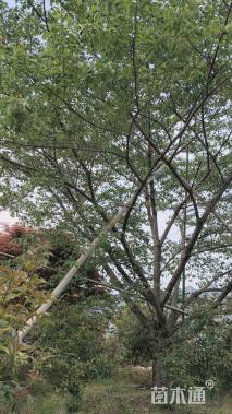 33公分染井吉野樱