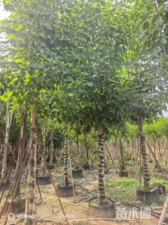 12公分洋红风铃木