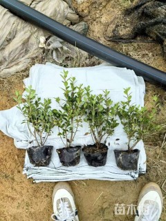 高度30厘米杜鹃