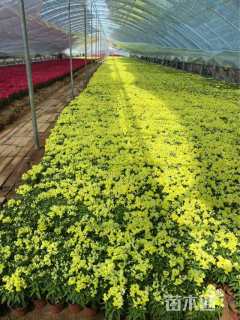 高度18厘米金鱼草