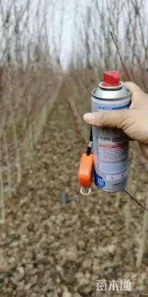 1公分美国红枫-红冠