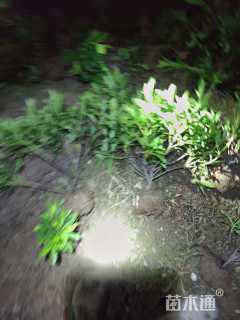 高度30厘米毛鹃