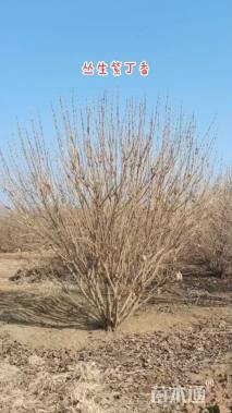 高度60厘米丛生紫丁香