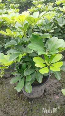 高度25厘米鸭脚木