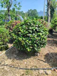 高度100厘米彩叶扶桑球