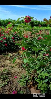 高度50厘米丰花月季