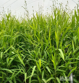 高度40厘米小盼草