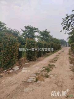 高度200厘米红叶石楠柱