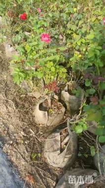 高度45厘米月季