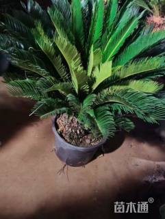 裸干高30厘米苏铁