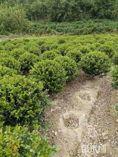 冠幅100厘米茶梅球