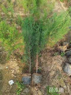 高度100厘米侧柏