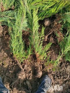 高度40厘米沙地柏