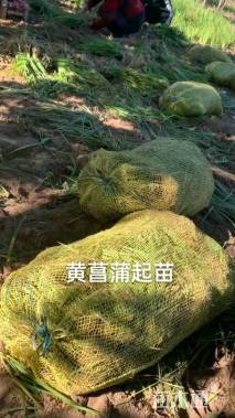 高度25厘米黄菖蒲