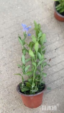 高度25厘米蓝雪花