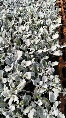 高度15厘米羽衣甘蓝