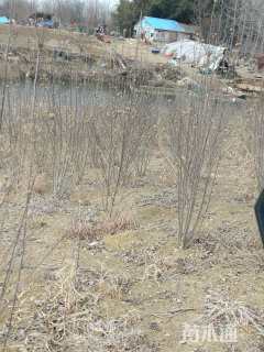 高度80厘米木槿