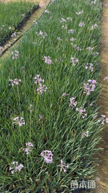 高度25厘米紫娇花