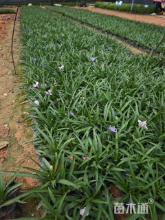 高度20厘米蓝花莉