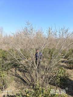 高度350厘米丛生丁香