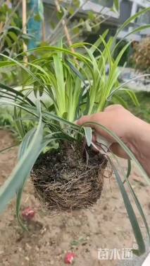 高度25厘米金边麦冬