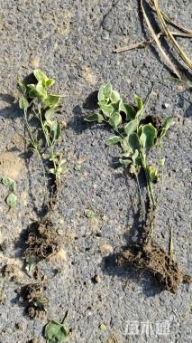 高度20厘米花叶蔓长春