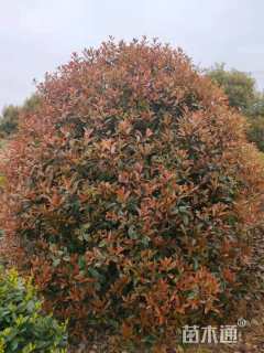 冠幅250厘米红叶石楠球