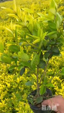 0.1公分红叶石楠