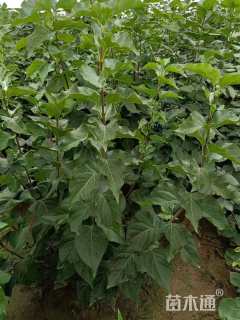 高度150厘米丛生丁香