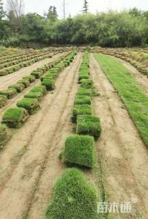 草卷状百慕大草