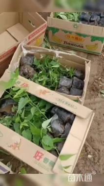 高度25厘米棣棠