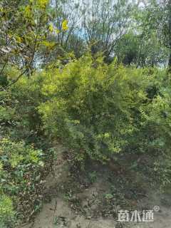 高度100厘米金山绣线菊