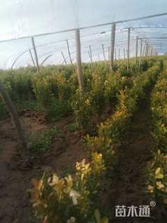 高度30厘米小叶黄杨