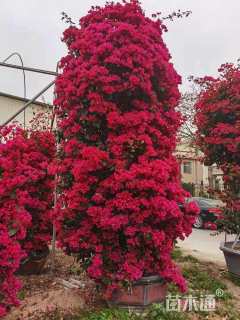 高度20厘米花叶芦竹