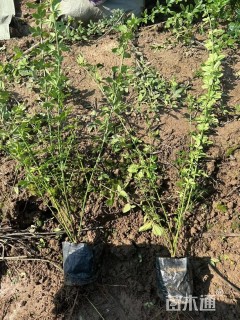 高度50厘米迎春花