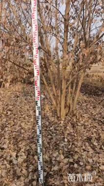 高度700厘米丛生三角枫