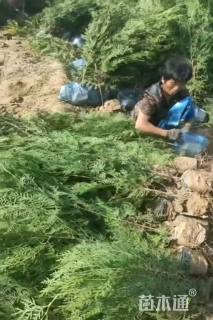 高度100厘米侧柏